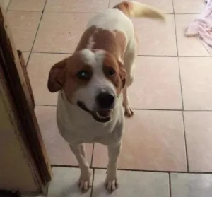 Cachorro raça Vita lata com pitbull idade 4 anos nome Gordo