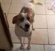 Cachorro raça Vita lata com pitbull idade 4 anos nome Gordo
