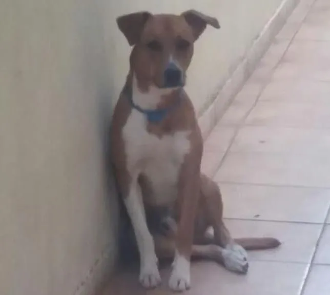 Cachorro ra a Vira lata idade 1 ano nome Pit