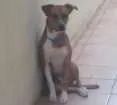 Cachorro raça Vira lata idade 1 ano nome Pit