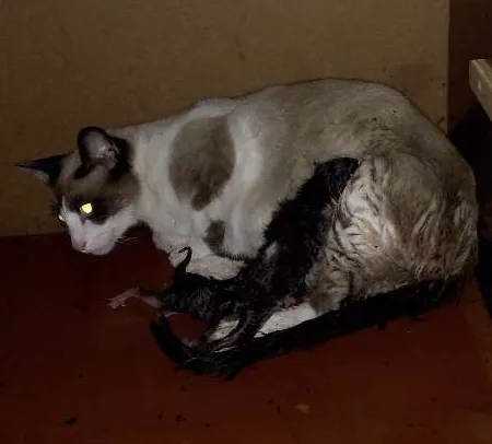 Gato ra a  idade 2 anos nome Clara