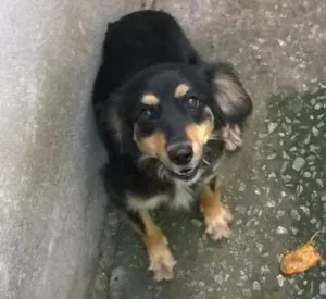 Cachorro raça sem raça definida idade 2 anos nome Nymeria