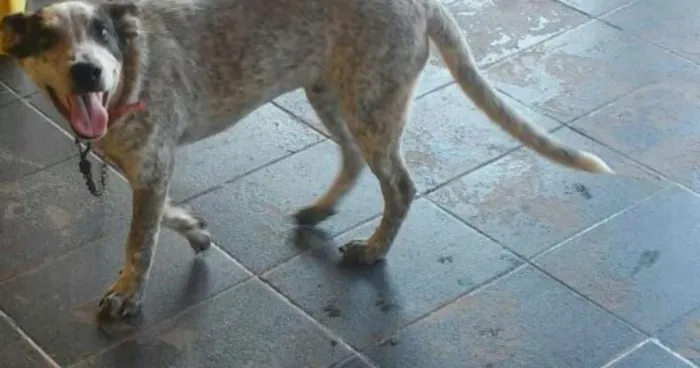 Cachorro raça Burriller idade 2 a 6 meses nome Diego