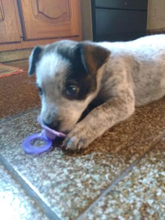 Cachorro raça Burriller idade 2 a 6 meses nome Diego