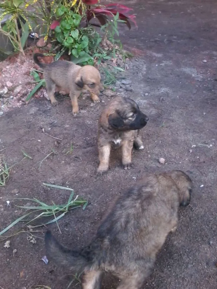 Cachorro raça Vira-lata  idade Abaixo de 2 meses nome Sem  nomes