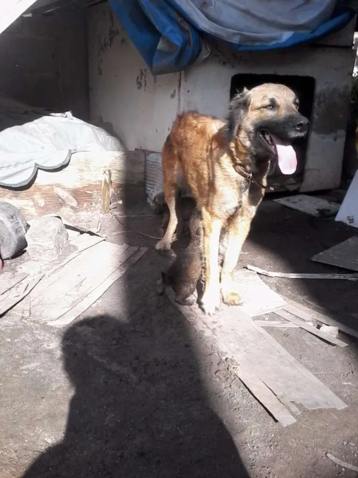 Cachorro raça Vira-lata  idade Abaixo de 2 meses nome Sem  nomes