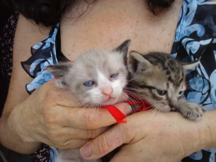 Gato ra a  idade 2 a 6 meses nome Os irmãos