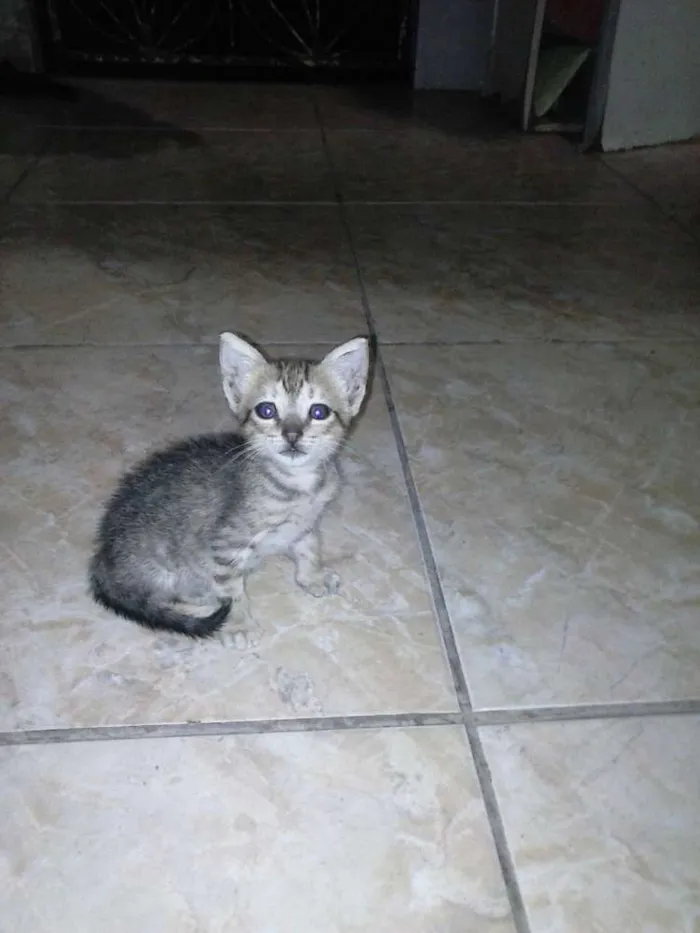 Gato ra a Misturado idade 2 a 6 meses nome Escolha