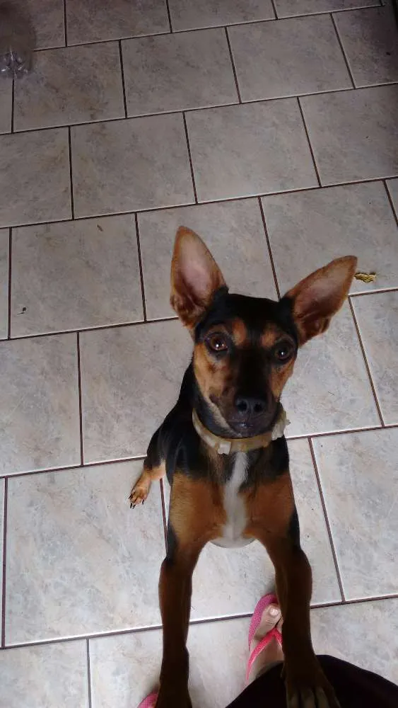 Cachorro ra a Sem raça definida idade 3 anos nome Nina