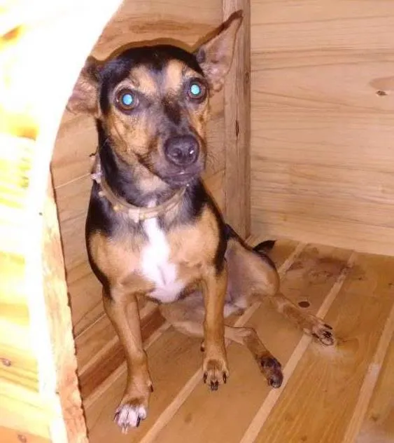 Cachorro ra a Sem raça definida idade 3 anos nome Nina