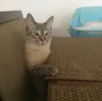 Greta