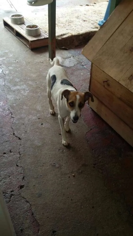 Cachorro ra a SRD idade 1 ano nome Beto