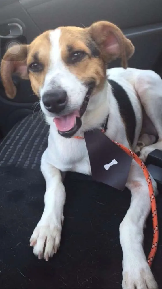 Cachorro ra a SRD idade 1 ano nome Beto