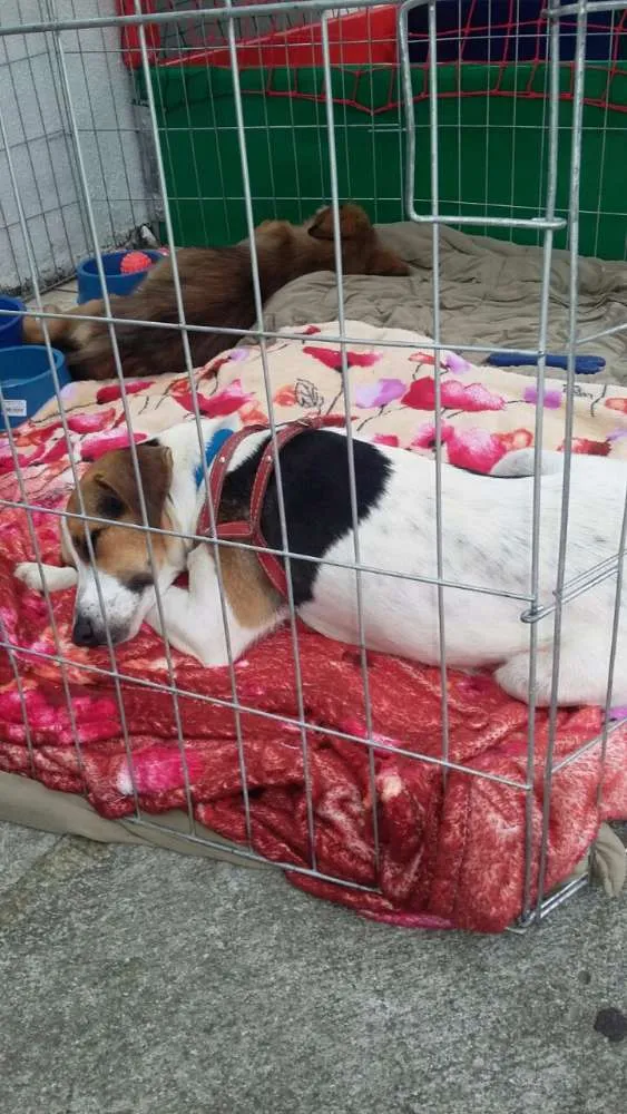 Cachorro ra a SRD idade 1 ano nome Beto