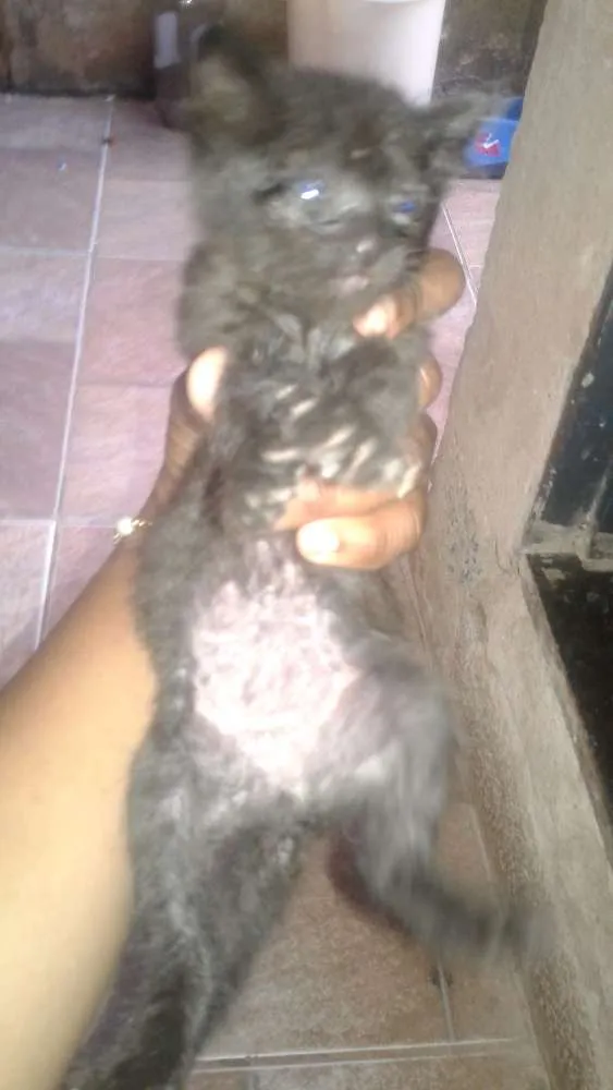 Gato ra a Não sei idade Abaixo de 2 meses nome DORA