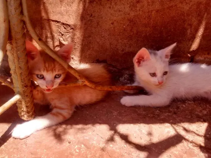 Gato ra a Sem raça idade 2 a 6 meses nome Sem nome