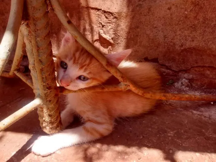 Gato ra a Sem raça idade 2 a 6 meses nome Sem nome