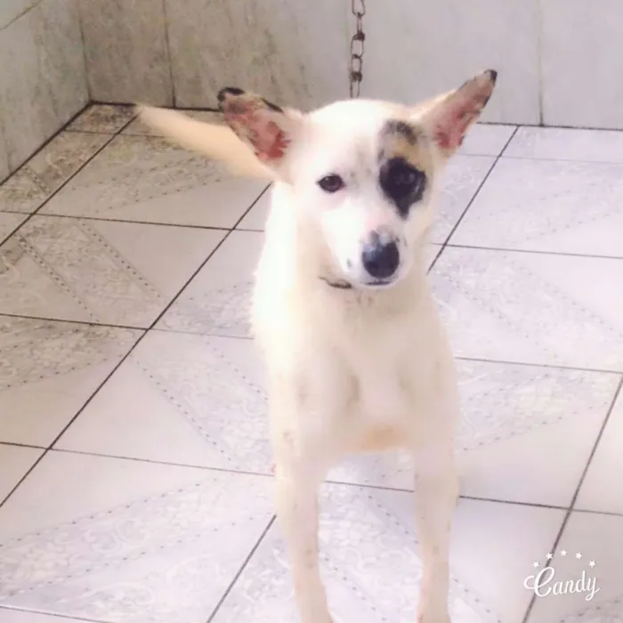 Cachorro raça Desconheço idade 3 anos nome Cindy