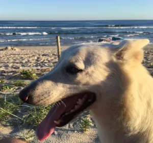 Cachorro raça Pastor Belga idade 4 anos nome Polaca