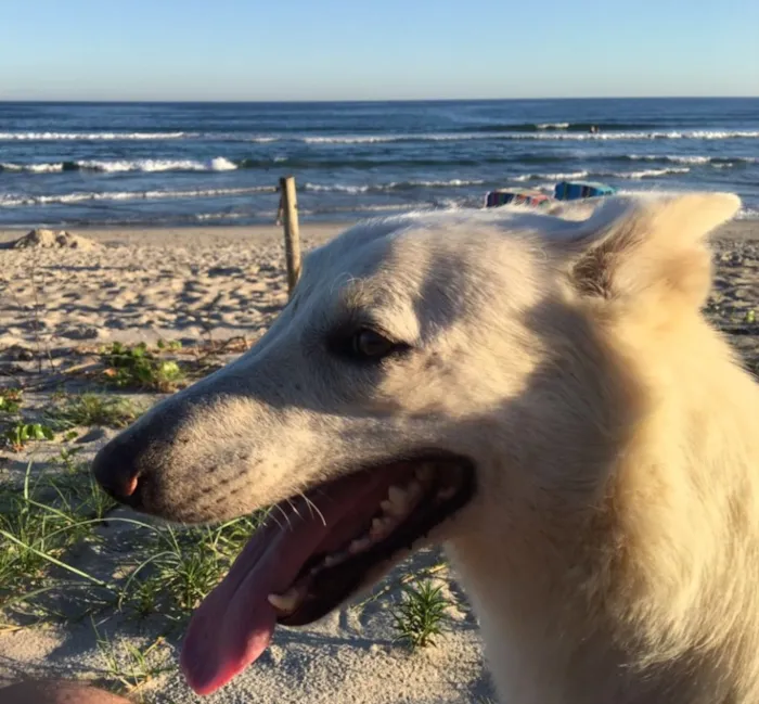 Cachorro ra a Pastor Belga idade 4 anos nome Polaca