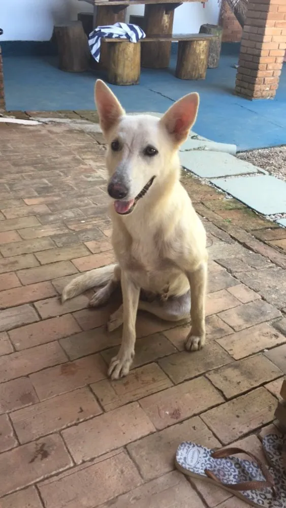 Cachorro ra a Pastor Belga idade 4 anos nome Polaca