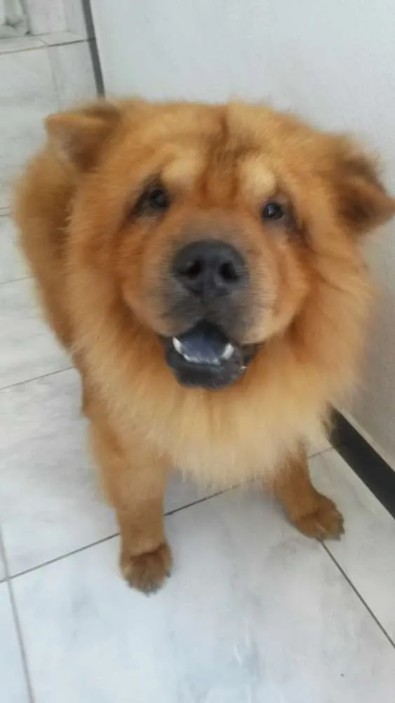 Cachorro raça Chow chow  idade 4 anos nome Lyon Felix