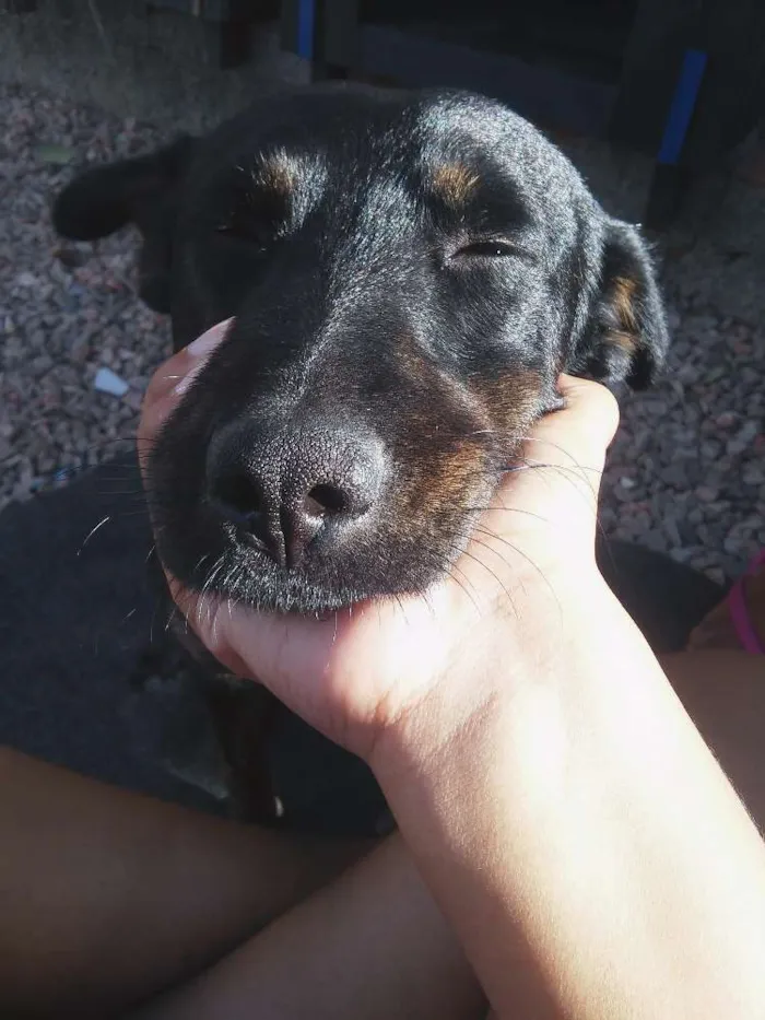 Cachorro ra a Vira-lata idade 3 anos nome Pretinho 