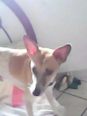 Cachorro raça misto idade 5 anos nome bethooven