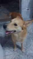 Pingo