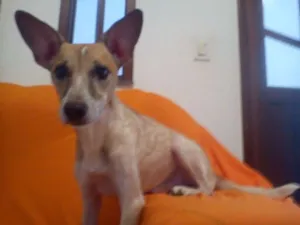 Cachorro raça misto idade 6 ou mais anos nome bethooven