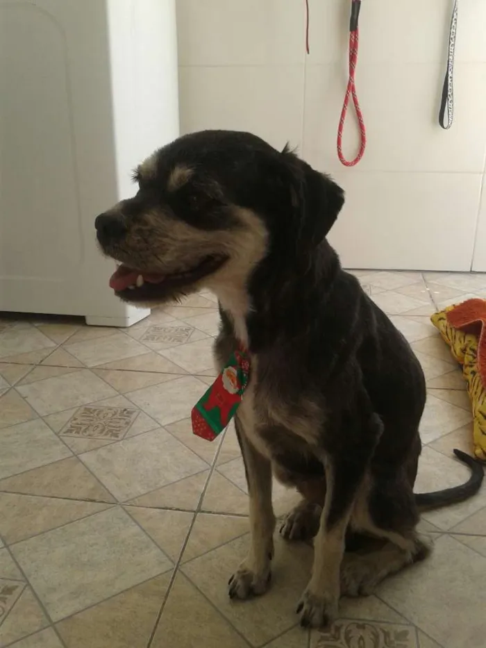 Cachorro raça lhasa/poodle idade 1 ano nome Kadu