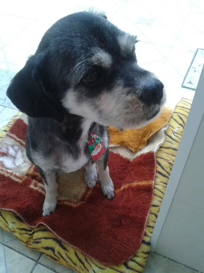 Cachorro raça lhasa/poodle idade 1 ano nome Kadu