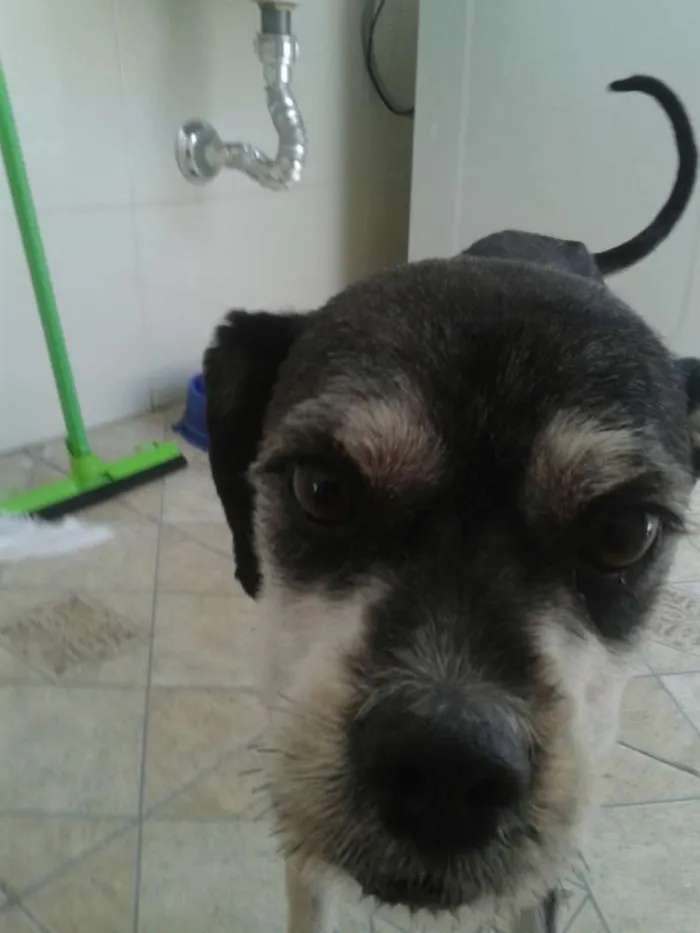 Cachorro raça lhasa/poodle idade 1 ano nome Kadu