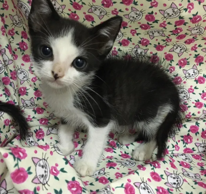 Gato ra a SRD idade Abaixo de 2 meses nome Bento