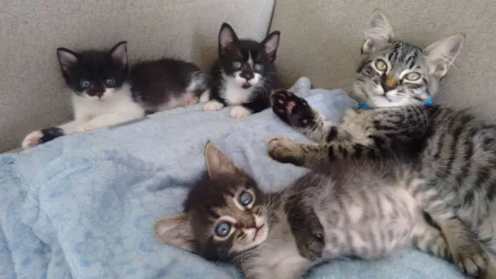 Gato ra a sem raça definida idade 2 a 6 meses nome Lord, P e Bca Rajada