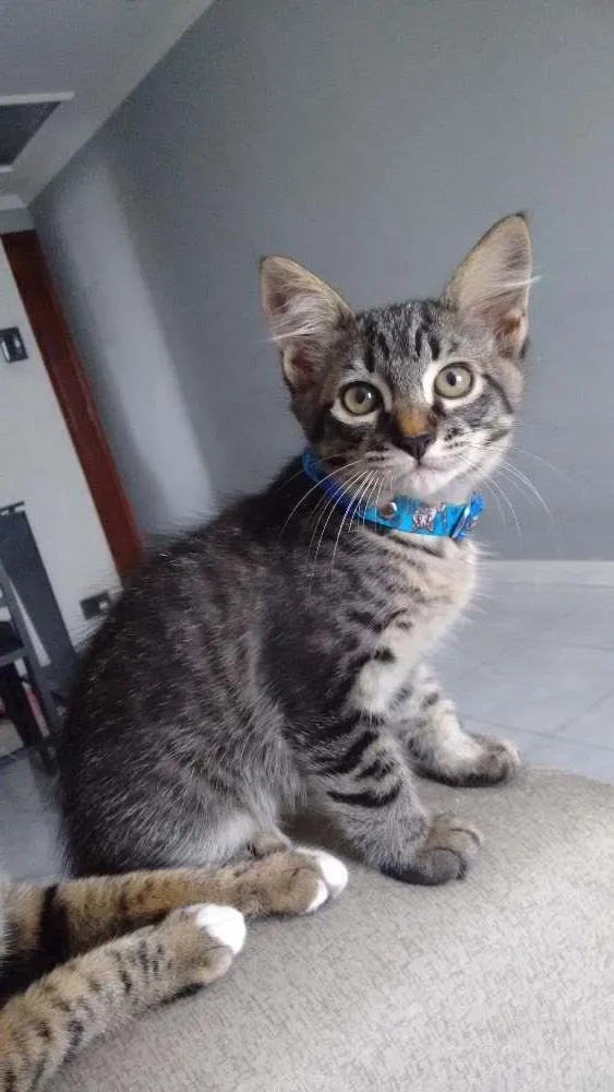 Gato ra a sem raça definida idade 2 a 6 meses nome Lord, P e Bca Rajada