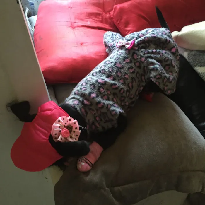 Cachorro ra a Não definida idade  nome Laila