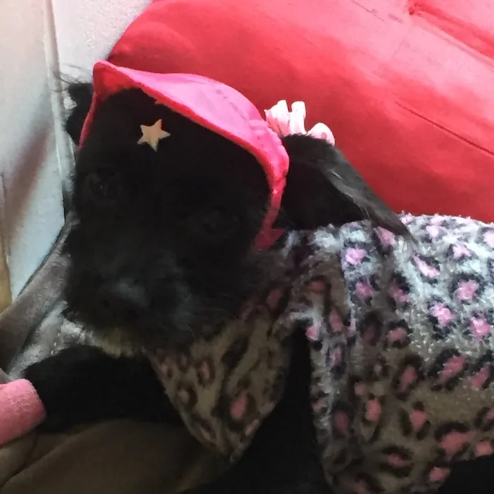 Cachorro ra a Não definida idade  nome Laila