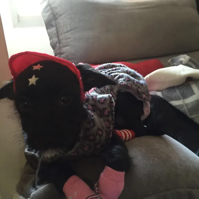 Cachorro ra a Não definida idade  nome Laila
