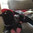 Laila