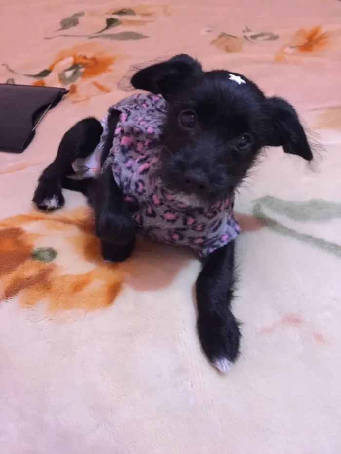 Cachorro ra a Não definida idade  nome Laila