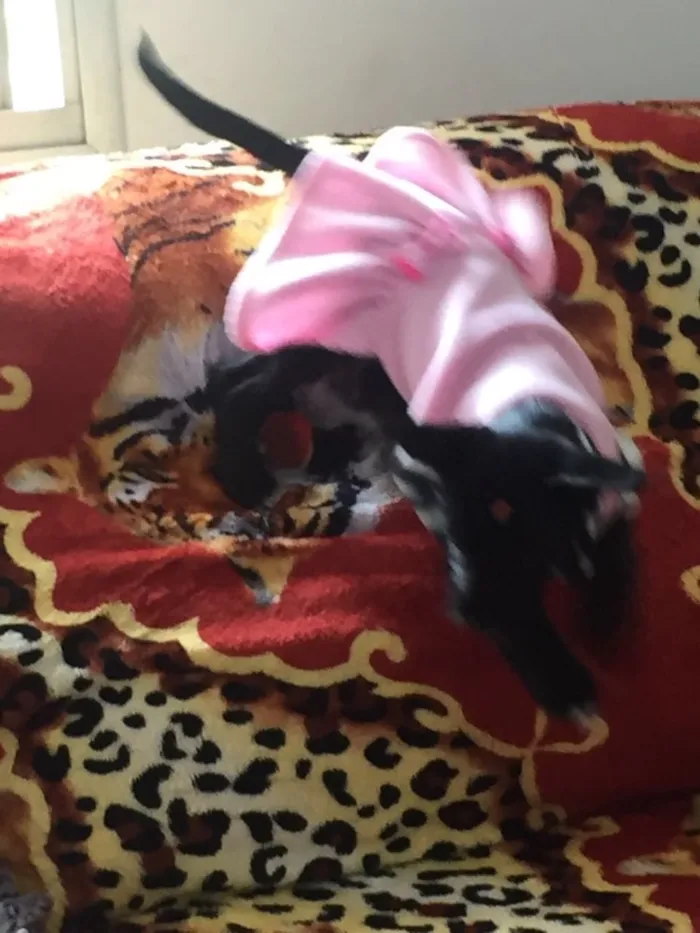 Cachorro ra a Não definida idade  nome Laila