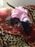 Laila