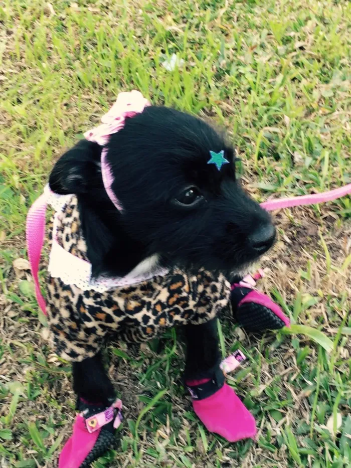 Cachorro ra a Não definida idade  nome Laila
