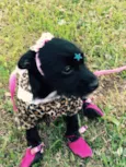 Laila