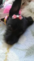 Laila