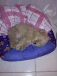 pocoio