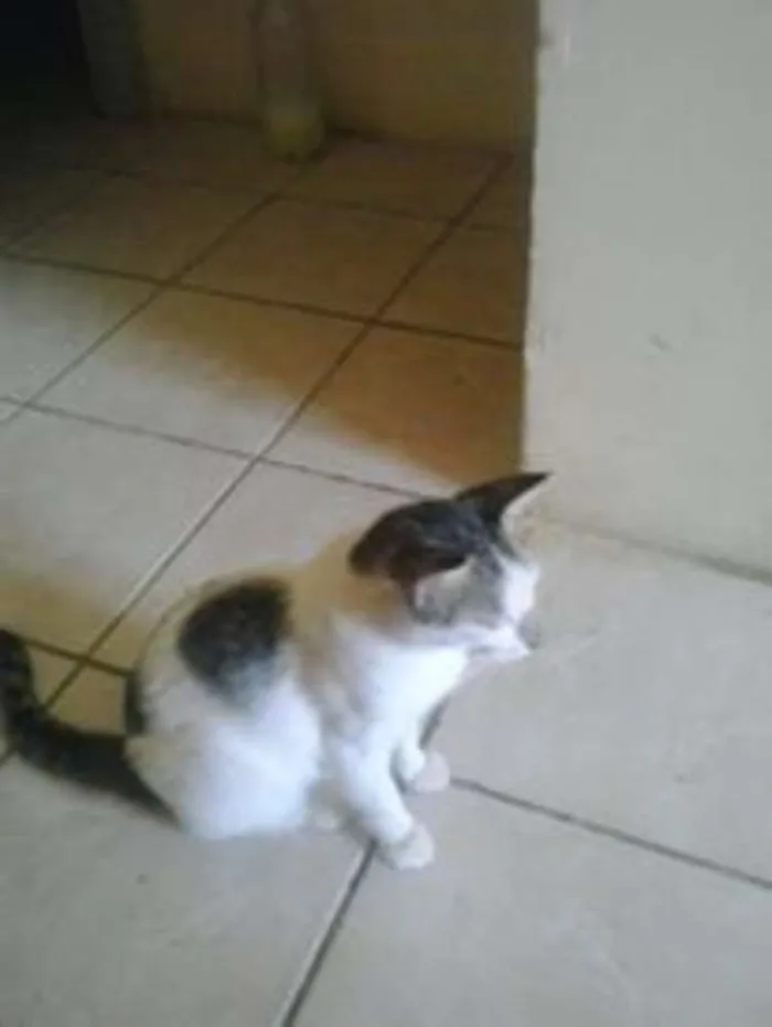 Gato ra a COMUM idade 2 anos nome MENINA