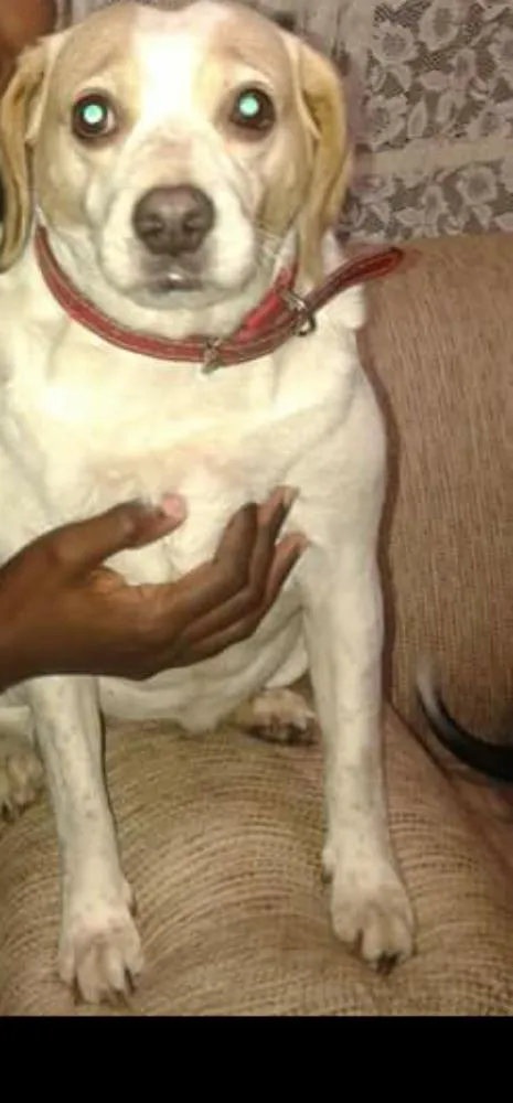 Cachorro ra a  idade 6 ou mais anos nome Tati
