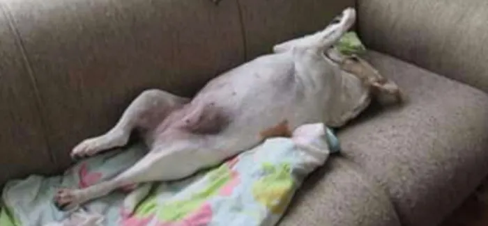 Cachorro ra a  idade 6 ou mais anos nome Tati